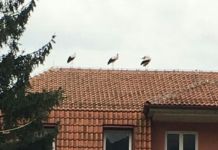 Foto-vijest: Na putu za Afriku rode predahnule na krovu opštine