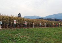 Održani „Dani polja silažnog kukuruza“