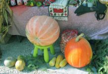 Za najtežu tikvu od 39,7 kilograma nagrada 200 KM