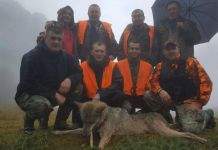 Odstrijeljen vuk kapitalac