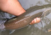 Pedeset mladičara naredna dva dana love „kraljicu drinskih dubina“