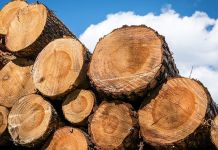 Pronađeni trupci bez prateće dokumentacije