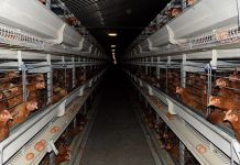 Jaja sa „Boksitove“ farme i na tržištima Srbije i Crne Gore