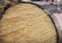 Bespravno posječeno 11 trupaca u Grboviću