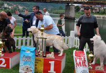 Najljepši pas zlatni retriver Darka Popovića iz Valjeva