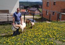 Kozje mlijeko i hrana i lijek