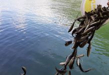 Drina poribljena pastrmkom i šaranom