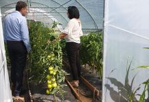 Podrška opštine i resornog ministarstva plasteničkoj proizvodnji