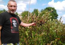 Rijetko i zdravo voće na imanju Jankovića