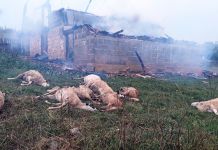 Od udara groma stradalo stado ovaca