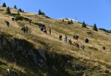 Akcijom pošumljavanja na Jahorini zasađeno novih 10.000 sadnica