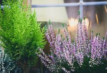 Sutra konkurs za izbor najljepšeg dvorišta, balkona i izloga