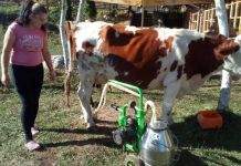 Od nemaštine do proizvođača mlijeka