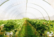 Raspisan javni poziv za podršku poljoprivrednicima