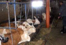 Lani prodato 30.000 litara više mlijeka nego u rekordnoj 2018.