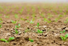 Sjemenski paketi iz Agrarnog fonda Istočnog Sarajeva