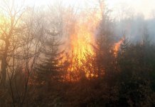 Vatra sa privatnog imanja zapalila šumu smrče