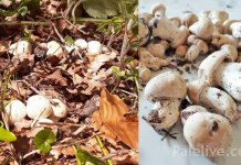 Reduše na padinama Romanije i Jahorine