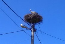 Povratak roda na sokolačke njive