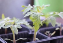 Podijeljeni rasadi za 230 poljoprivrednika