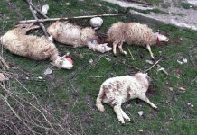 Šakal zaklao osam ovaca i petoro jagnjadi