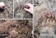 Tragovi medvjeda zabilježeni na Romaniji