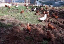 Markova farma koka za zdravu ishranu