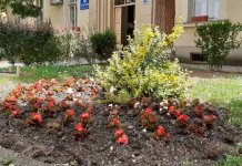 Zasađeno više od 3.000 sadnica sezonskog cvijeća