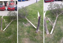 Vjetar polomio mlado stablo lipe