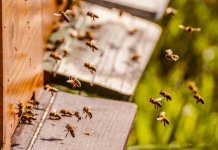 Podrška opštine prijavljenim pčelarima