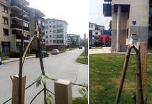 Polomljeno 30 sadnica drveta javor