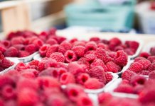 Na Gornjem Podrinju se očekuje 800 tona maline