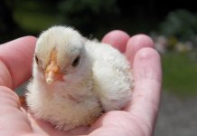 Sutra podjela 200 paketa pomoći ženama Sarajevsko-romanijske regije