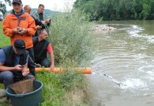 Drina na području Zvornika poribljena sa 15.000 jedinki potočne pastrmke