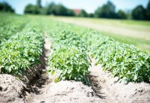 Opština pomaže porodice sjemenskim materijalom