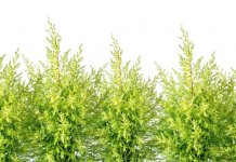 Za idejni projekat uređenja zelenila na boračkom brdu 5.500 KM