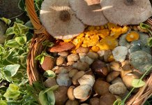 Počinje sezona sakupljanja gljiva, uživanja u prirodi, ali i zarade