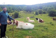 Zoranovićima stigla voda – proizvodnja mlijeka ojačana