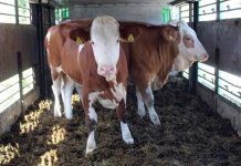 Proizvođačima mlijeka isporučene junice