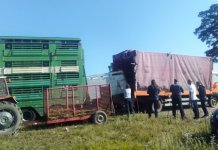 Mljekarima isporučeno 19 steonih junica austrijskog simentalaca