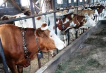 Sokolački mljekari proizveli rekordne količine mlijeka