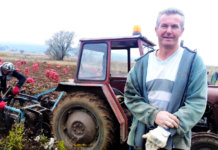 Na parcelama Slobodana Kosorića rod od 120 tona krompira