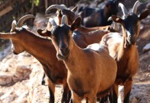 Farma „Alpino“ – primjer uspješnog poslovanja