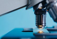 Meso domaćih svinja zdravo, trihinela u mesu divljači