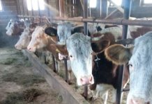 Mljekari oborili rekord u isporuci