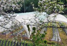 Kojadinovići uzgajaju kraljicu proljećnog voća – jagodu