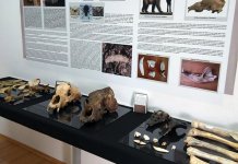 Vraćene ukradene kosti praistorijskog medvjeda