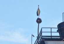 Rode se naselile u fabrički krug „Alumine“