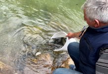 Poribljavanje sa 2.000 komada potočne pastrmke