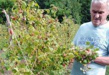 Šteta 1,1 milion KM, od toga na malinjacima 760.000 KM